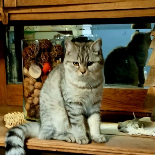 #BE2614215 - Missy , chat à adopter à Maurage - AnimalWeb Belgique