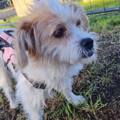 #BE2614216 - Chien perdu