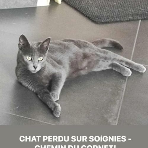 #BE2614218 - Ania, chat perdu à Soignies - AnimalWeb Belgique