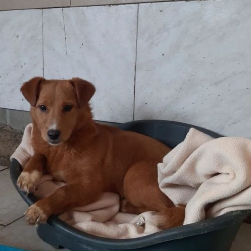 #BE2614221 - Malin, chien croisé à adopter – AnimalWeb Belgique