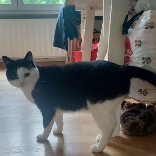 #BE2614224 - Touc Touc, chat perdu à Forest - AnimalWeb Belgique