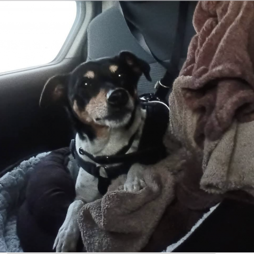 #BE2614227 - Lumi, chien à adopter à Maurage – AnimalWeb #BE2614227 - Lumi, chien à adopter à Maurage – AnimalWeb