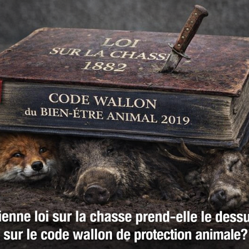 Illustration symbolique montrant un renard, un sanglier et un cerf écr