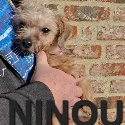 #BE2614230 - Adoptez Ninou , un chien à Wiers – AnimalWeb​