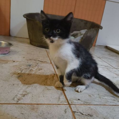 #BE2614232 - Tsuki, chat de gouttière à adopter – AnimalWeb Belgique