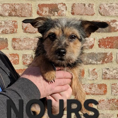 #BE2614236 - Adoptez Nours, un chien à Wiers – AnimalWeb​