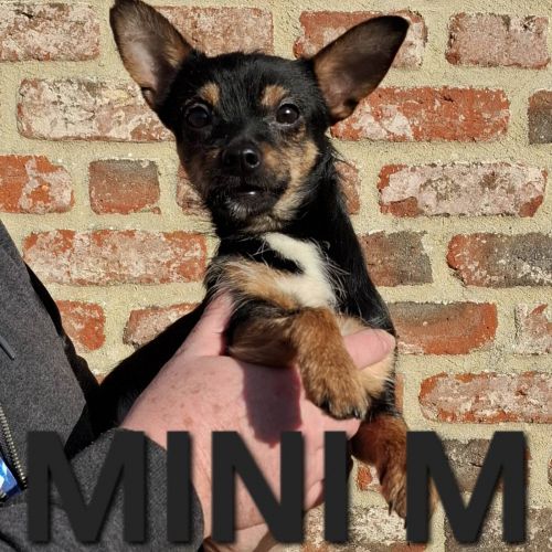 #BE2614237 - Adoptez Mini M, un chien à Wiers – AnimalWeb​