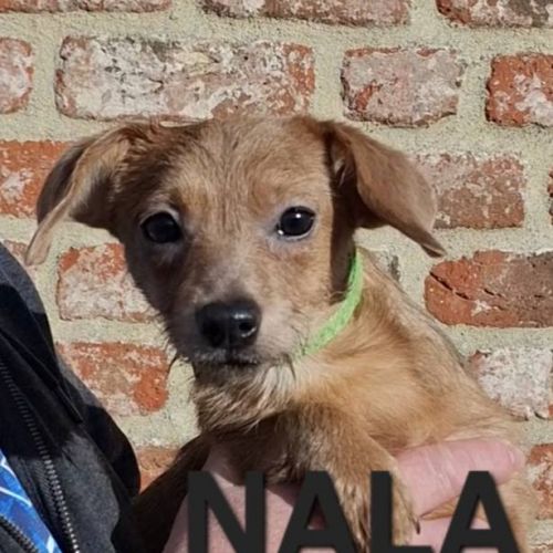 #BE2614238 - Adoptez Nala, un chien à Wiers – AnimalWeb​