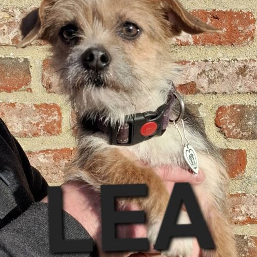 #BE2614239 - Adoptez Lea, un chien à Wiers – AnimalWeb​