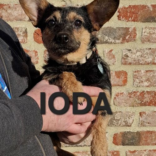 #BE2614240 - Adoptez Ioda, un chien à Wiers – AnimalWeb​