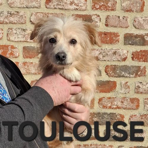 #BE2614241 - Adoptez Toulouse, un chien à Wiers – AnimalWeb​
