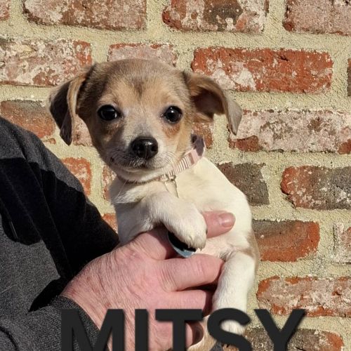 #BE2614242 - Adoptez Mitsy, un chien à Wiers – AnimalWeb​