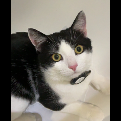 #BE2614243 - Tequila, chat perdu à Jette - AnimalWeb Belgique #BE2614243 - Tequila, chat perdu à Jette - AnimalWeb Belgique