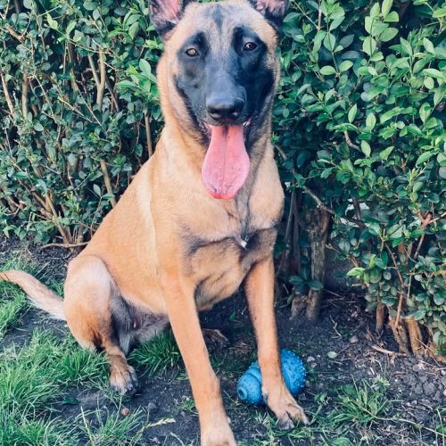 #BE2614244 - Nova, chien à adopter à Maurage – AnimalWeb #BE2614244 - Nova, chien à adopter à Maurage – AnimalWeb