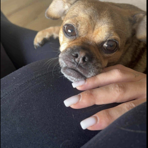 #BE2614245 - Mara, chien à adopter à Maurage – AnimalWeb #BE2614245 - Mara, chien à adopter à Maurage – AnimalWeb