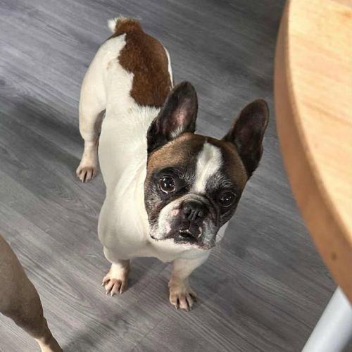 #BE2614246 - Chien à adopter à Maurage – AnimalWeb #BE2614246 - Chien à adopter à Maurage – AnimalWeb