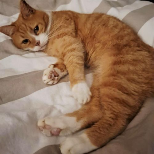 #BE2614247 - Ronron, chat à adopter à Maurage - AnimalWeb Belgique