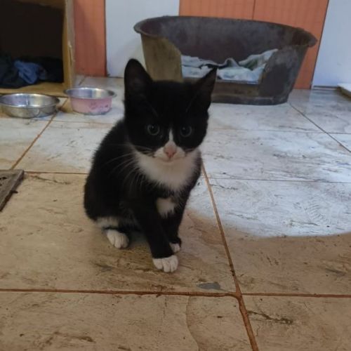 #BE2614250 - Yuna, chat de gouttière à adopter – AnimalWeb Belgique