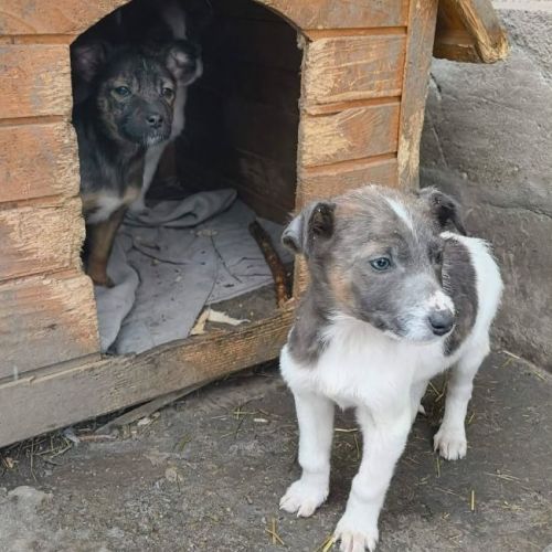 #BE2614251 - Coquin, chien croisé à adopter – AnimalWeb Belgique