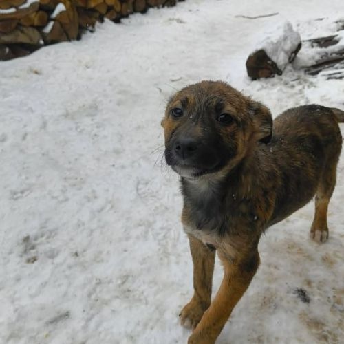 #BE2614252 - Canaille, chien croisé à adopter – AnimalWeb Belgique