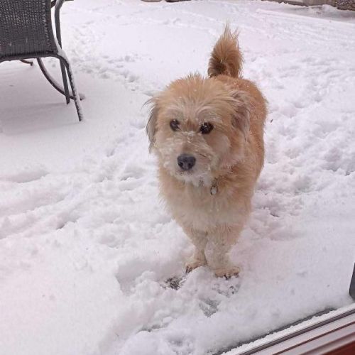 #BE2614253 - Lesly, chien croisé à adopter – AnimalWeb Belgique