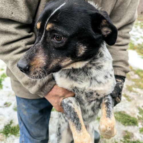 #BE2614257 - Blaze, chien croisé à adopter – AnimalWeb #BE2614257 - Blaze, chien croisé à adopter – AnimalWeb