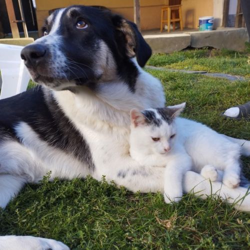 #BE2614258 - Mimi, chien croisé à adopter – AnimalWeb #BE2614258 - Mimi, chien croisé à adopter – AnimalWeb