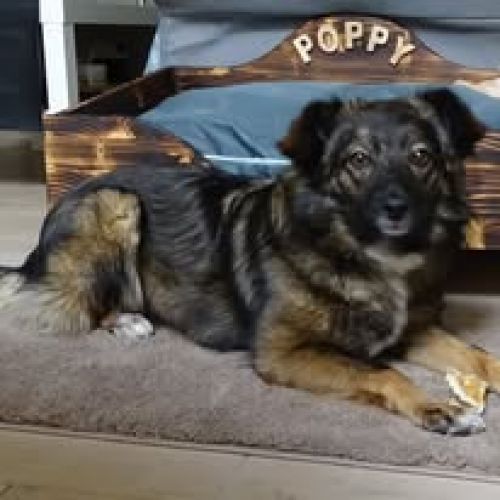 #BE2614259 - Poppy, chien croisé à adopter – AnimalWeb #BE2614259 - Poppy, chien croisé à adopter – AnimalWeb