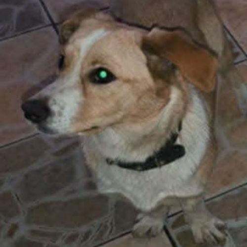 #BE2614261 - Javotte, chien croisé à adopter – AnimalWeb Belgique