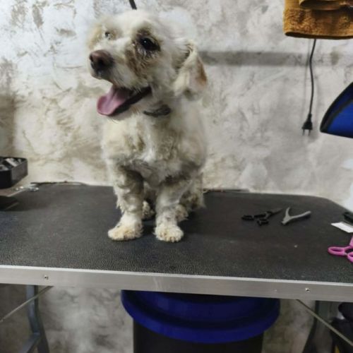 #BE2614262 - Elliot, chien croisé à adopter – AnimalWeb Belgique