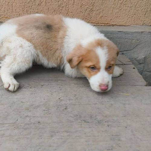 #BE2614263 - Barney, chien croisé à adopter – AnimalWeb Belgique