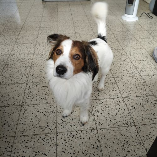 #BE2614265 - Roukyss, chien à adopter à Maurage – AnimalWeb​