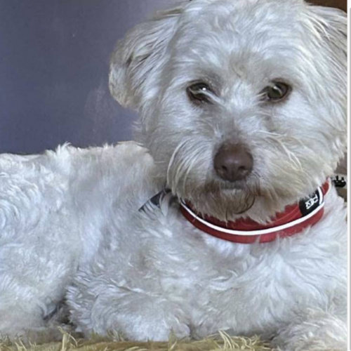 #BE2614266 - Diego, chien à adopter à Maurage – AnimalWeb​