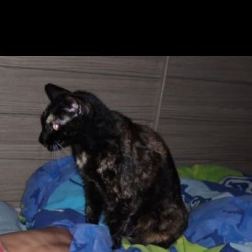 #BE2614268 - Poupousse, chat perdu à Haine-Saint-Paul - AnimalWeb Belg