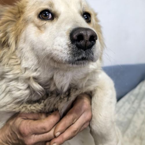 #BE2614269 - Pierrot, chien croisé à adopter – AnimalWeb​