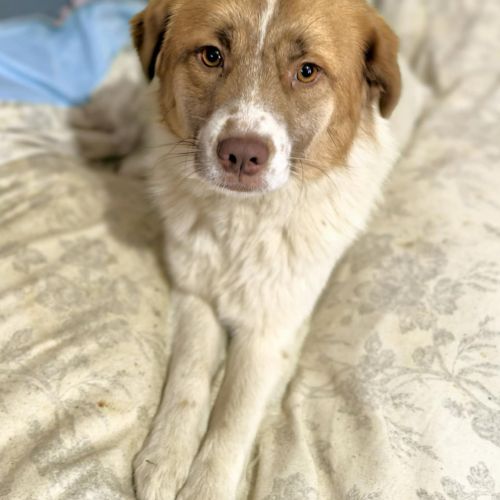 #BE2614270 - Schtoumpfette, chien croisé à adopter – AnimalWeb​