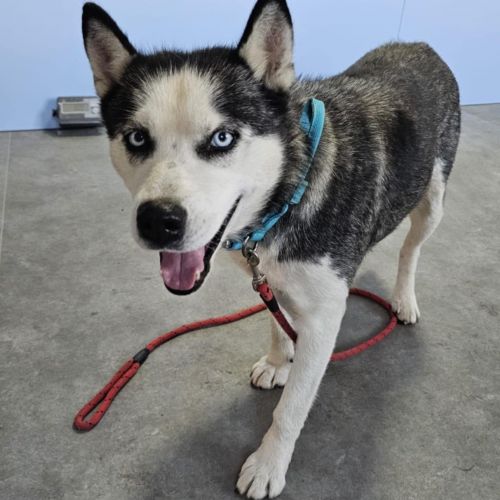 #BE2614271 - Sasha, chien croisé à adopter – AnimalWeb​