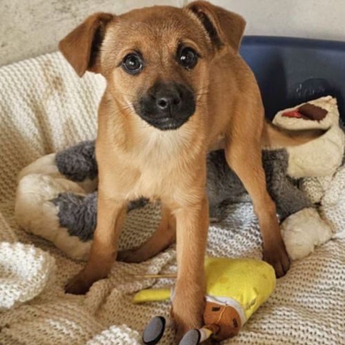 #BE2614272 - Amira, chien croisé à adopter – AnimalWeb​