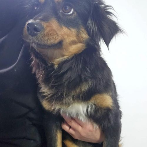 #BE2614273 - Kira, chien croisé à adopter – AnimalWeb​