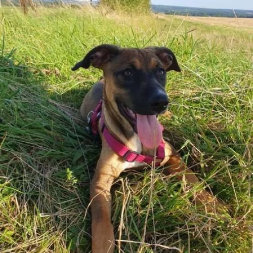 #BE2514275 - Apolina, chien perdu à Ochain - AnimalWeb Belgique