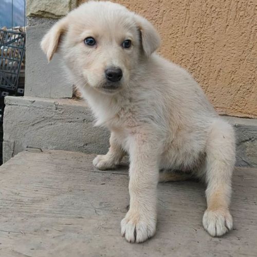 #BE2614276 - Winnie, chien croisé à adopter – AnimalWeb Belgique #BE2614276 - Winnie, chien croisé à adopter – AnimalWeb Belgique