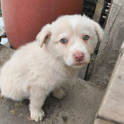 #BE2614277 - Zora, chien croisé à adopter – AnimalWeb Belgique #BE2614277 - Zora, chien croisé à adopter – AnimalWeb Belgique