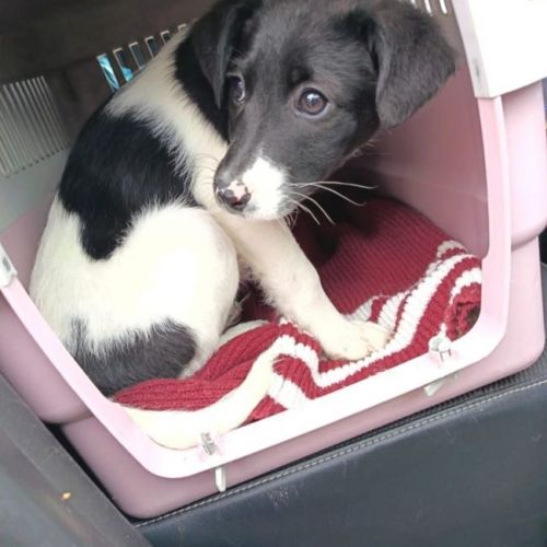 #BE2614279 - Didi, chien croisé à adopter – AnimalWeb Belgique