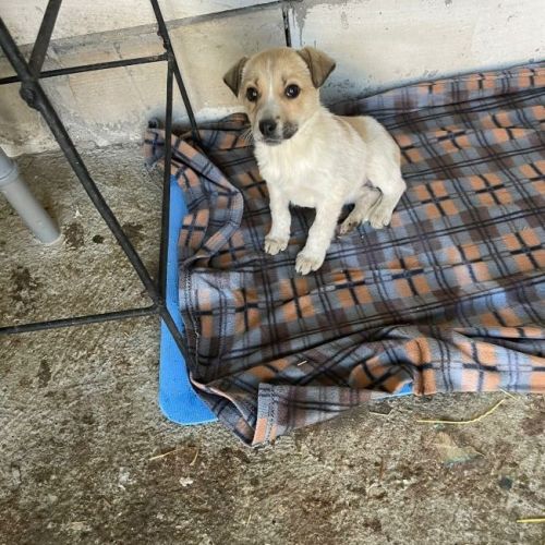 #BE2614280 - Zuma, chien croisé à adopter – AnimalWeb Belgique