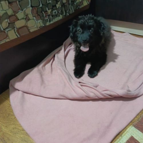 #BE2614281 - Darko, chien croisé à adopter – AnimalWeb Belgique