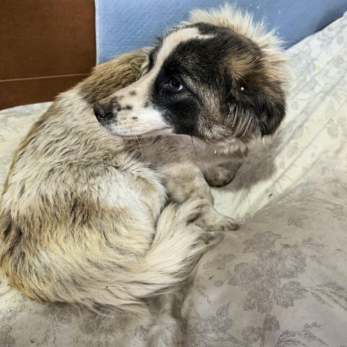 .#BE2614273 - Chien à Adopter