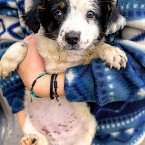 .#BE2614273 - Chien à Adopter