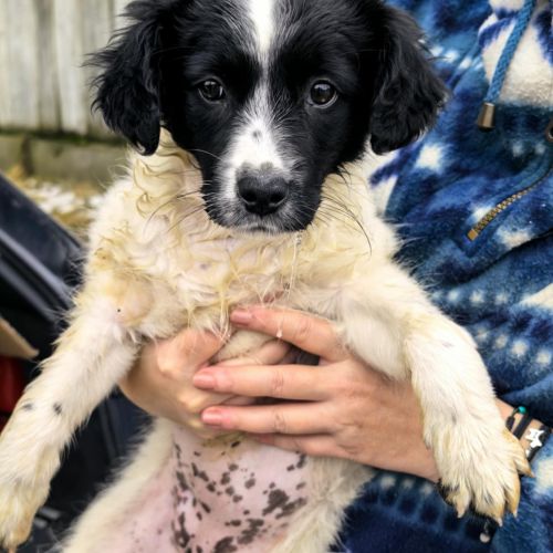 .#BE2614273 - Chien à Adopter