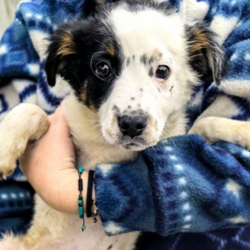 #BE2614285 - Nimbo, chien croisé à adopter – AnimalWeb​