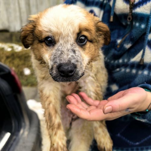 .#BE2614273 - Chien à Adopter